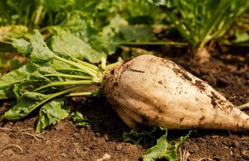 How-To-Grow-Sugar-Beets-FB